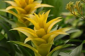 Bromeliad Care Ken Matthews Garden Center