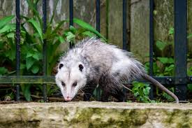 Below you can find the common. What To Know About Opossums Living In Your Houston Home Natran Green Pest Control