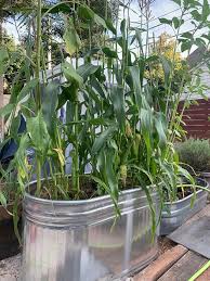 Planting And Growing Corn In Containers