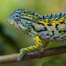 chameleon care sheet cb reptile