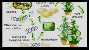 genetic modification gm of crops and