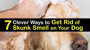 get rid of skunk smell on your dog