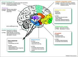 Image result for images of The Endocannabinoid System