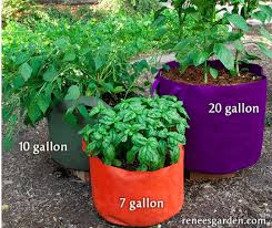 Vegetable Container Gardening Grow