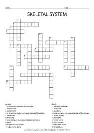 There are over 206 bones in the human skeleton, and i'll be impressed if you can find 12. Skeletal System Crossword Puzzle By Organized Homeschool Mama Tpt