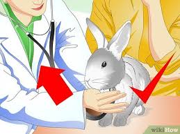 How To Keep Pet Rabbits Cool 11 Steps