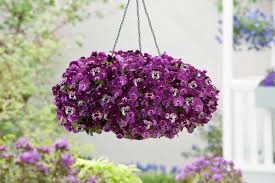 These are the best to use. Best Spring Annuals Diy Network Blog Made Remade Diy