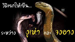 งูจงอาง หรือ งูบองหลา(ภาคใต้) ภาคแรก งูจงอาง ถูกจัดว่าเป็นงูพิษที่ใหญ่ที่ สุดในโลก ซึ่งมีบันทึกไว้ว่ามีความยา วถึง 5.85 เมตรเลยทีเดียว ซึ่งงู. à¸• à¸­à¸‡à¸£ à¸§ à¸˜ à¹à¸¢à¸à¸‡ à¹€à¸« à¸²à¹à¸¥à¸°à¸‡ à¸ˆà¸‡à¸­à¸²à¸‡ Youtube