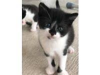 Kittens & cats in uk. 54wyqbplfdly3m