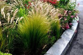 Decorative Grasses