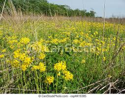 I haven't ripped out a lot of my foreigners, but for anything new i put in, i've looked for plants native to illinois, or at least midwestern or northern u.s. Wildflowers In A Illinois Prairie Beautiful Yellow Flowers Bloom In A Prairie At Deer Run Forest Preserve Northern Canstock