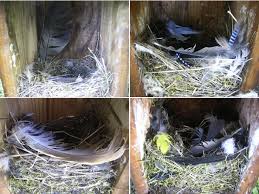 Examples Of Rock Sparrow Nests