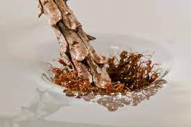 bizarre fire ants lock together and