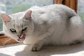 why do cats lick their lips is it