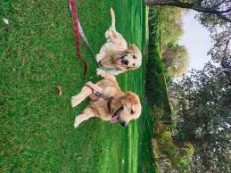 top dog trainers in gulmohar park