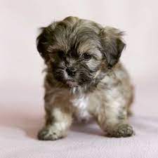 Very famous for their cute looks, busy ways and movements, and charming disposition. 43 Havanese Mix Breeds