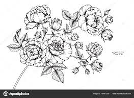 roses flower drawing sketch black white
