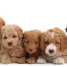top 10 best standard poodles in dallas
