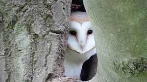 Barn Owl Nest Box Network Tees Valley