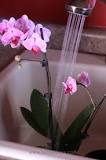 do-i-water-orchid-from-top-or-bottom