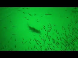 Green Blob Underwater Fishing Light Causes Bass Fishing Frenzy Youtube