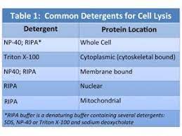 western blotting cell lysis advansta