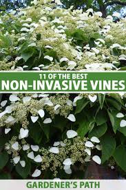 non invasive flowering vines