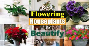 These are some of the common indoor flowering plant. 17 Best Flowering Houseplants Balcony Garden Web