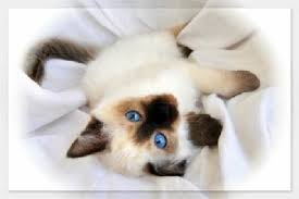 Why buy a balinese kitten for sale if you can adopt and save a life? Applehead Siamese Kitten My Favorite Siamese Siamese Kittens Siamese Cats Siamese Cat Breeders