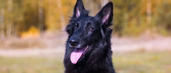 belgian shepherd dog breed complete