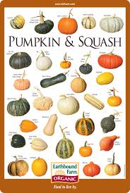 Pumpkin Squash Identification Chart In 2019 Squash