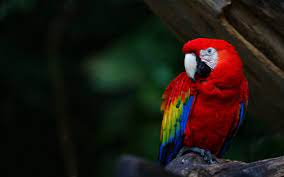 80 macaw hd wallpapers and backgrounds