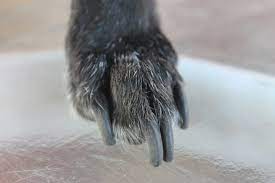 trim dog nails that are overgrown