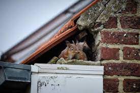 5 signs of squirrels in your house or
