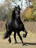 what-is-so-special-about-friesian-horses