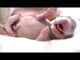 She was overwhelmed when delivered first two. Http Youtu Be Ikk Tscanz4 Dog Birth Breech Birth Puppies