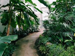 tropical garden design