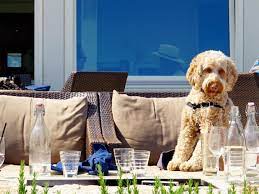 dog friendly restaurants in houston