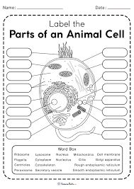 cell worksheets free printable