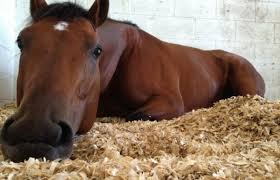How Good Are Wood Shavings For Horses