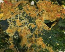 tahini kale chips recipe food com
