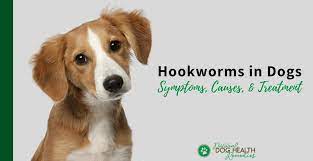eliminate hookworms in dogs symptoms