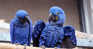 all about hyacinth macaw keeping and