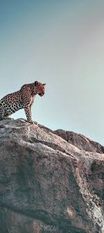 cheetah leopard wildlife felidae