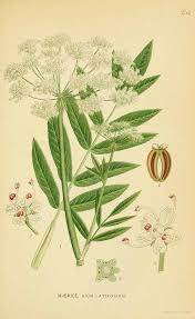 131508 Sium latifolium L. / Lindman, C.A.M., Bilder ur Nordens Flora ...