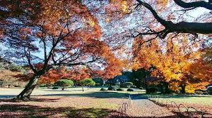 shinjuku gyoen tokyo travel