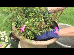 planting flower carpet rose in