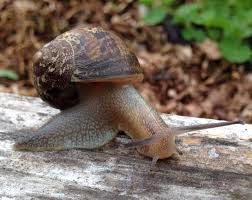 the european brown snail