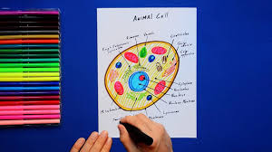 The cell is the basic unit of life. Animal Cell Coloring Key Cute766