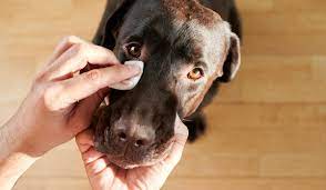 5 types of dog eye boogers and what
